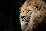lion, animal, head, face, mane, mammal, big cat, wild animal, feline, wildlife, fauna, wilderness, nature, zoo, wild, africa, portrait, animal portrait, lion, lion, lion, lion, lion